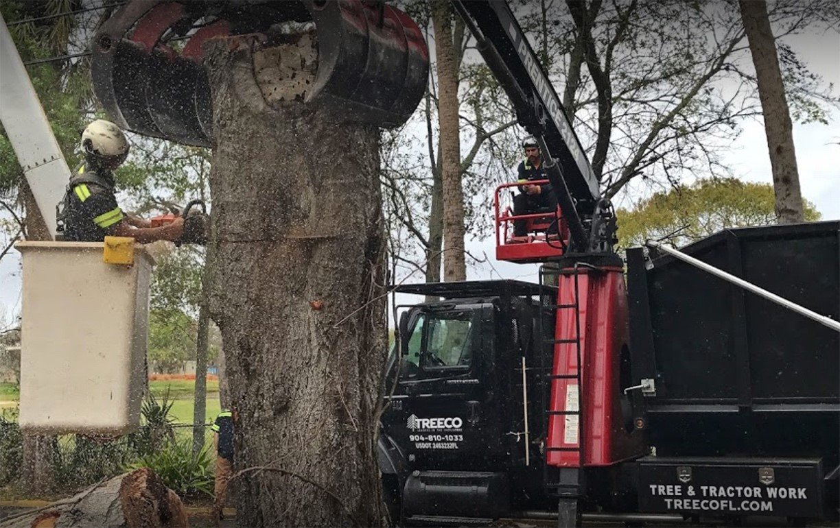 Tree removal toronto