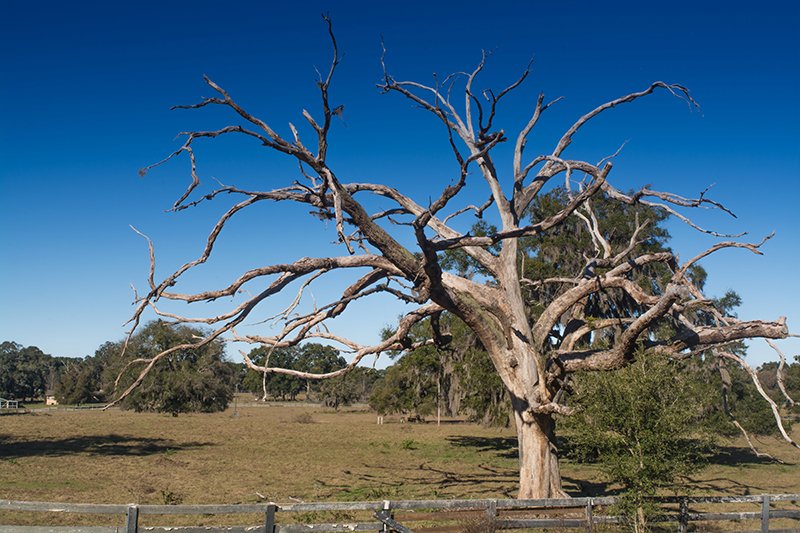 dead trees