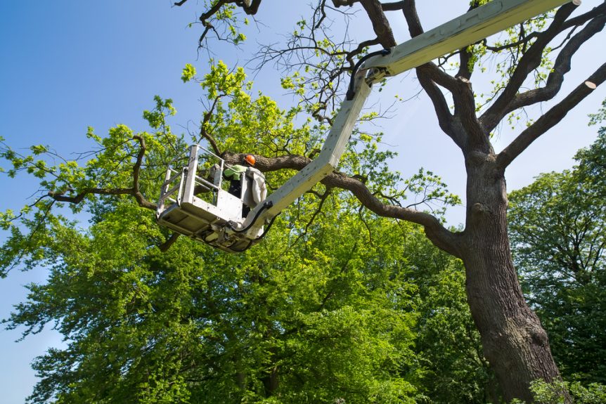 Tree Care Services